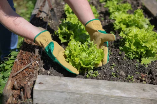 Gardener kertészkesztyű - zöld-barna, mikroszálas, 10-es méret