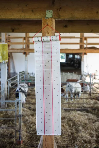 Eco légyfogó papírtekercs - 10 m/25 cm