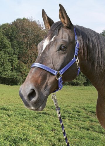 Covalliero Mustang vezetőszár pánikkapoccsal - kék/fekete/fehér