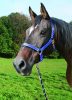 Covalliero Mustang vezetőszár pánikkapoccsal - kék/fekete/fehér
