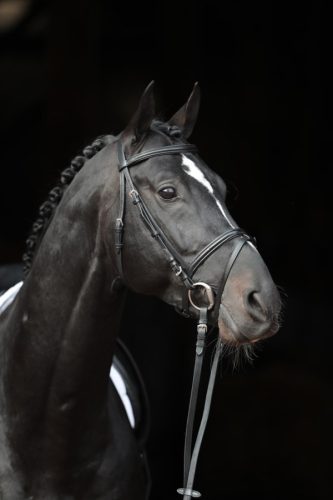 Covalliero Standard kantár - fekete, cob