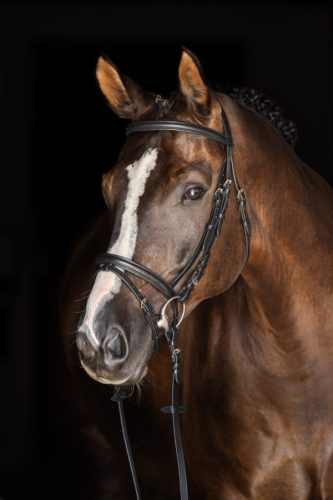 Covalliero Standard kantár - fekete, cob