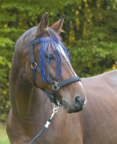 Covalliero nylon légysallang - kék, cob