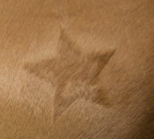 Nyírósablon - 3 db-os szett