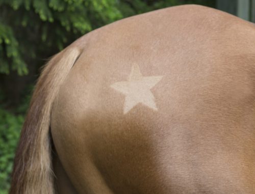 Nyírósablon - 3 db-os szett