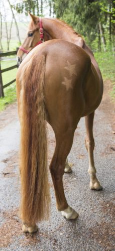 Nyírósablon - 3 db-os szett