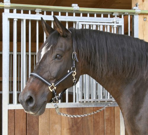 Covalliero Mustang kötőfék - fekete/ezüst, 1