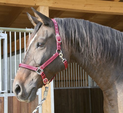Covalliero Mustang kötőfék - piros/fekete, 1