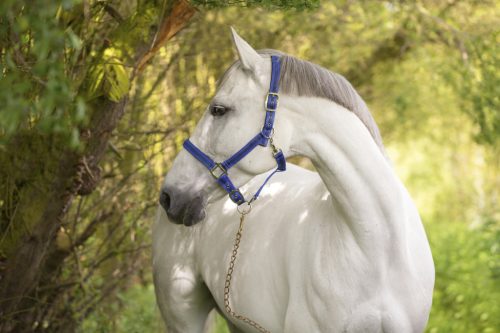 Covalliero Mustang kötőfék - kék/fekete, 1