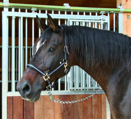 Covalliero Mustang kötőfék - fekete/ezüst, 2