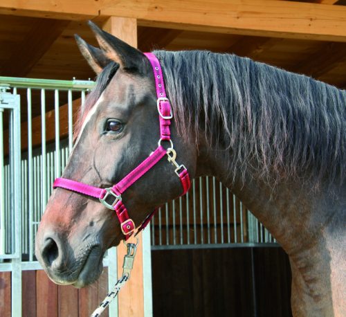 Covalliero Mustang kötőfék - piros/fekete, 2