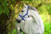 Covalliero Mustang kötőfék - piros/fekete, 2