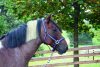 Covalliero Mustang kötőfék - fekete/ezüst, 3
