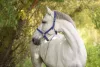 Covalliero Mustang kötőfék - kék/fekete, 3