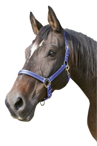 Covalliero Mustang kötőfék - kék/fekete, 3
