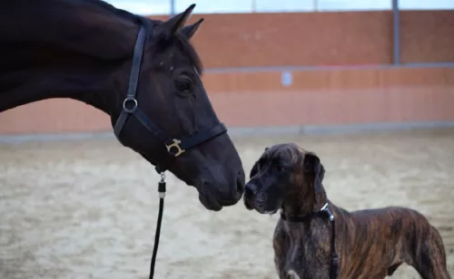 GoLeyGo vezetőszár - kék, 16 mm x 2 m