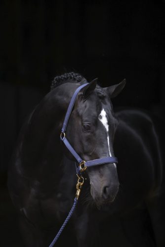 Covalliero TopLine kötőfék - kék, pony