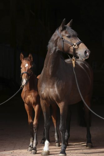 Covalliero TopLine kötőfék - fekete, pony