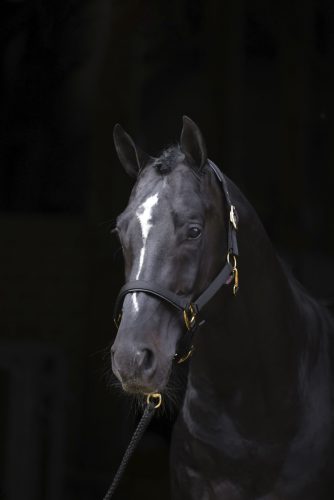 Covalliero TopLine kötőfék - fekete, pony