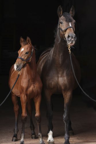 Covalliero TopLine kötőfék - fekete, pony