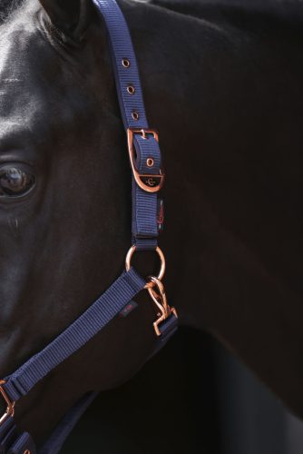 Covalliero Classy kötőfék - kék, shetty