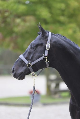 Covalliero Classy kötőfék - szürke, shetty