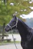 Covalliero Classy kötőfék - szürke, pony