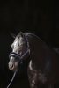 Covalliero ClassicSoft kötőfék - fekete, pony