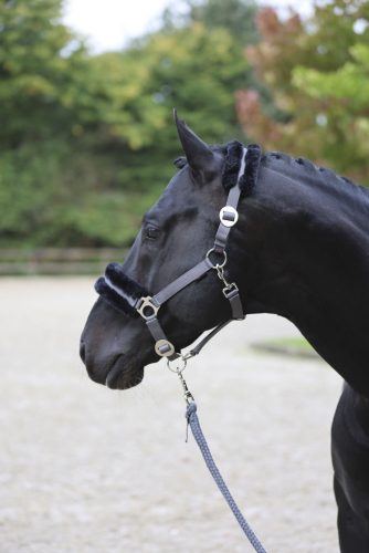Covalliero ClassicSoft kötőfék - szürke, shetty