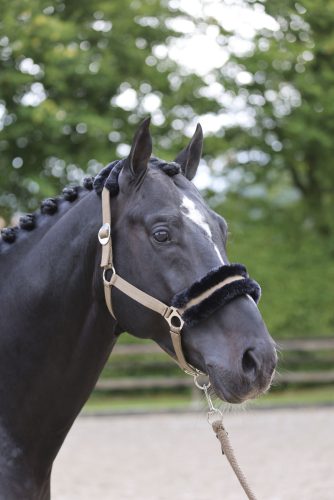 Covalliero ClassicSoft kötőfék - cappuccino, pony