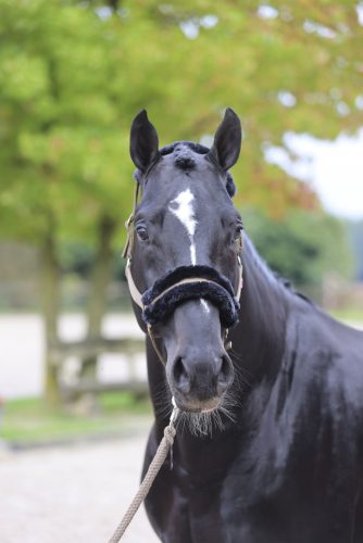 Covalliero ClassicSoft kötőfék - cappuccino, pony