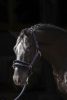 Covalliero ClassicSoft kötőfék - cappuccino, pony