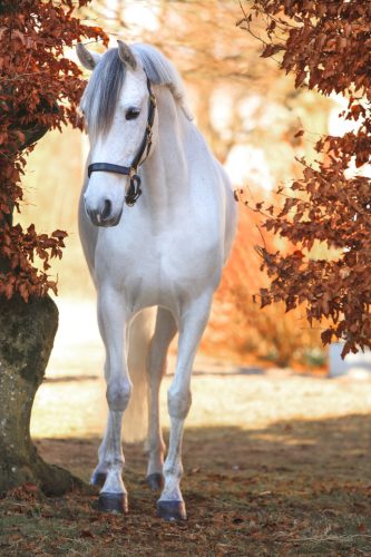 Covalliero Eco bőr kötőfék - fekete, póni