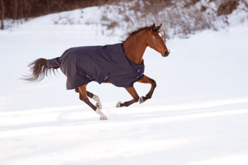 RugBe IceProtect lótakaró 300 g - sötétkék, 145 cm