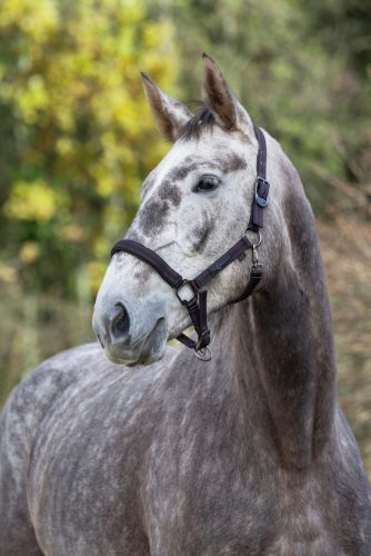 Royal kötőfék - fekete/fukszia, full