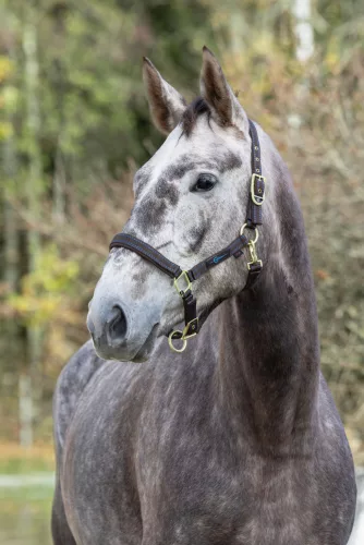 Royal kötőfék - barna/világoskék, cob