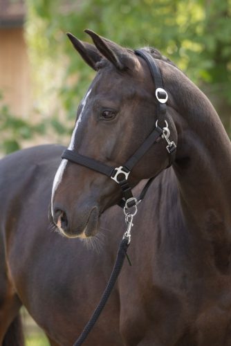 Doria kötőfék - fekete, cob