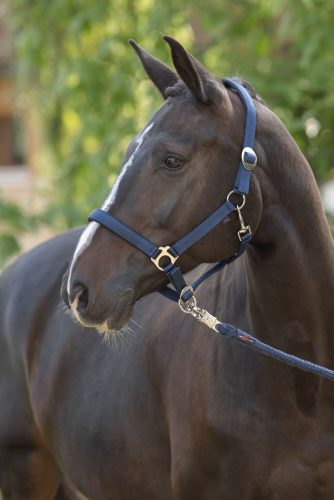 Doria kötőfék - kék, pony