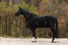 Covalliero 2024 AW lótakaró - fekete, 145 cm