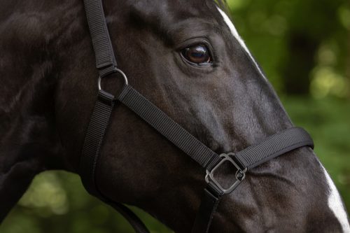 Covalliero 2025 S/S kötőfék - fekete, Pony