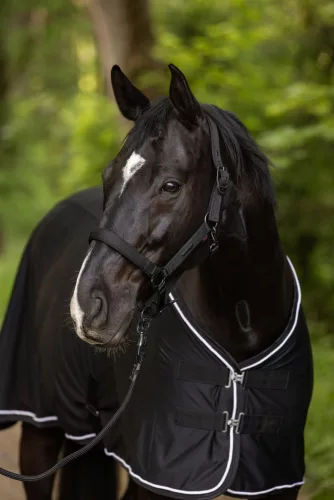 Covalliero 2025 S/S kötőfék - fekete, Cob