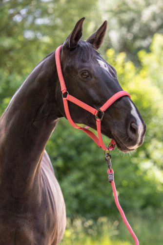 Covalliero 2025 S/S kötőfék - korall, pony