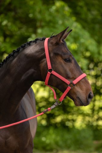 Covalliero 2025 S/S kötőfék - korall, pony