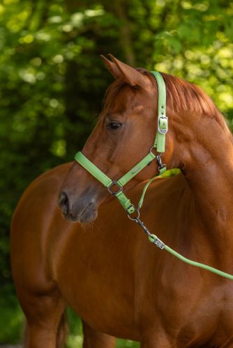 Covalliero 2025 S/S kötőfék - zöld, pony