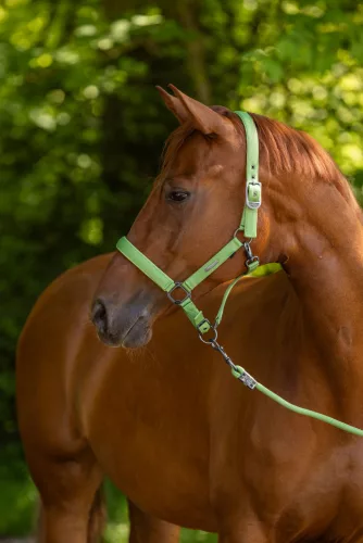 Covalliero 2025 S/S kötőfék - zöld, cob