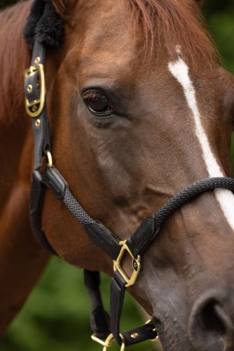 Covalliero jubileumi kötőfék - grafitszürke, póni
