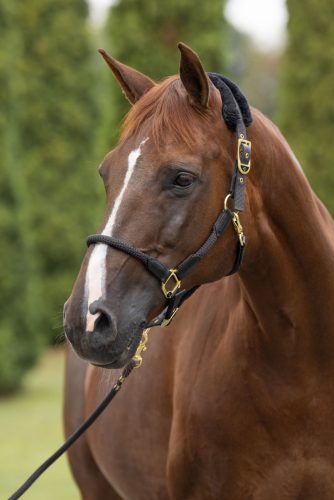 Covalliero jubileumi kötőfék - grafitszürke, cob