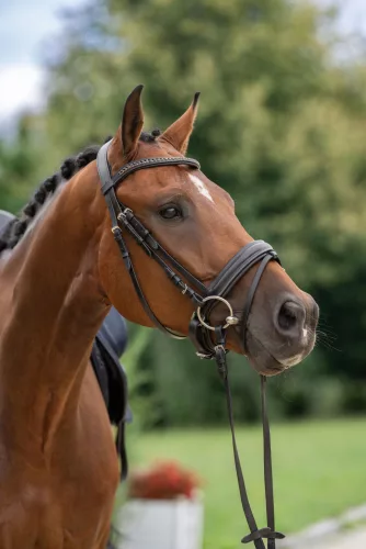 Svéd kantár - fekete, pony