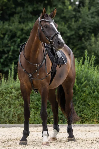Szügyhám - fekete, cob