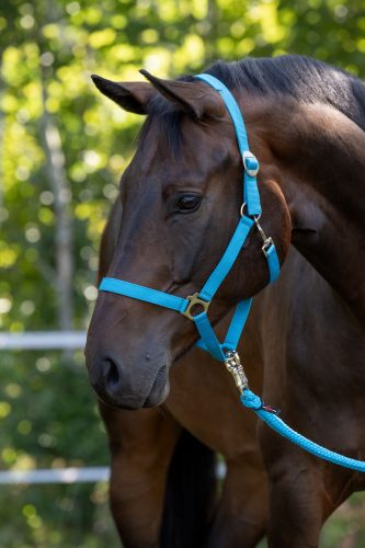 Hippo nylon kötőfék - kék, xfull